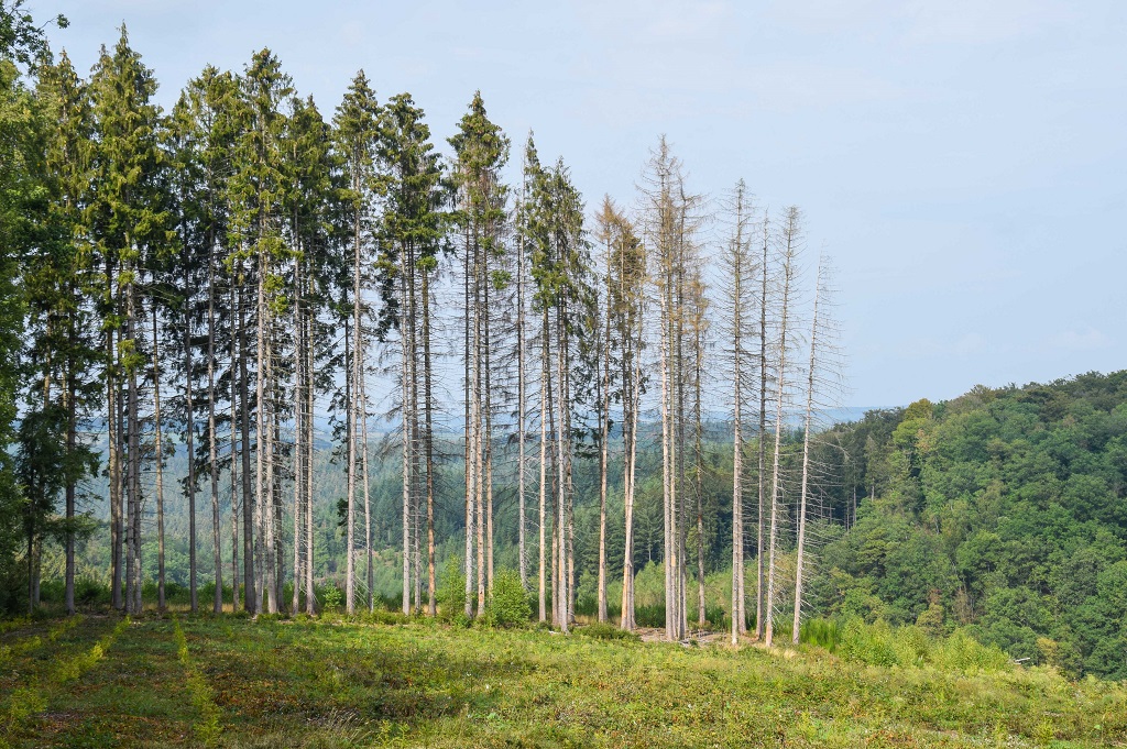 forestiers sont invités à surveiller l’état de leurs parcelles d’épicéas surtout en province de Luxembourg.