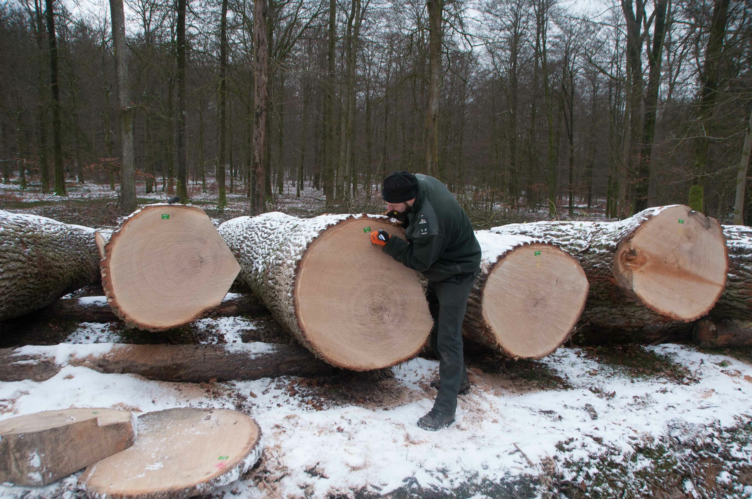 découvrir les métiers du bois