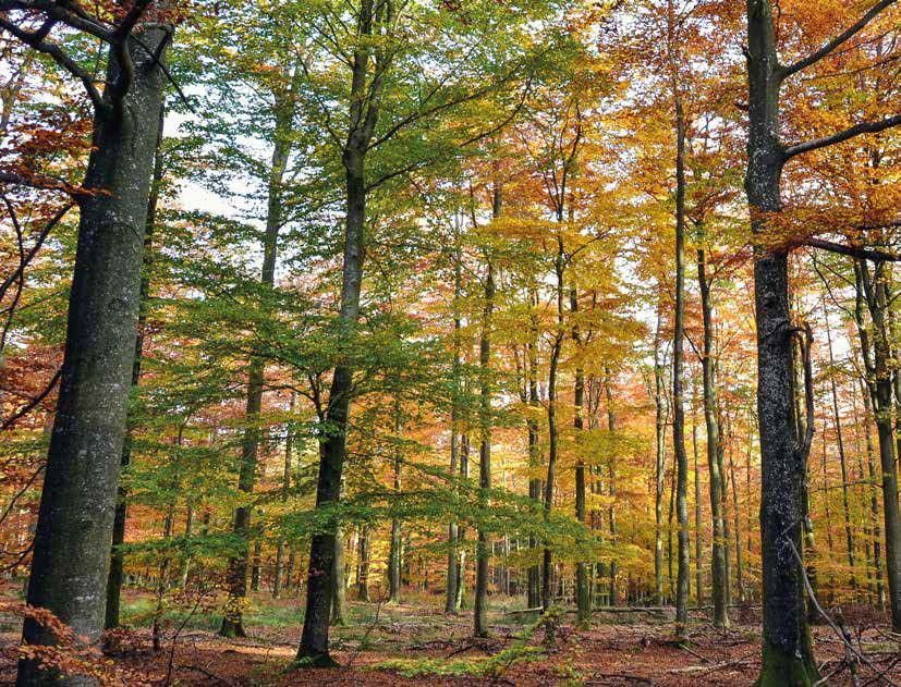 Les propriétaires forestiers : prime pour vous aider en province de Luxembourg