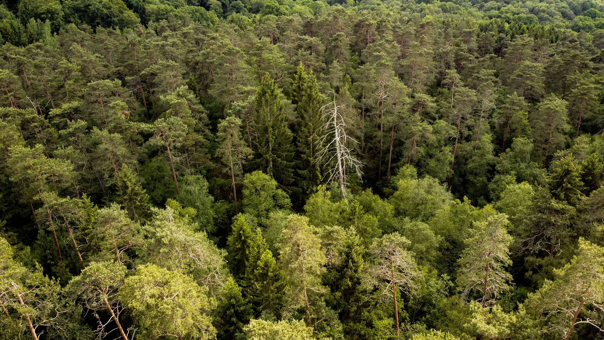 un million d’arbres Province de Luxembourg