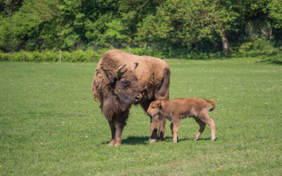 Naissance au Parc Animalier de Han-sur-Lesse : une petite bisonne vient d’y voir le jour !